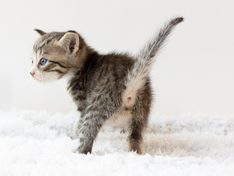 Bei Katzen das Geschlecht bestimmen Kitten