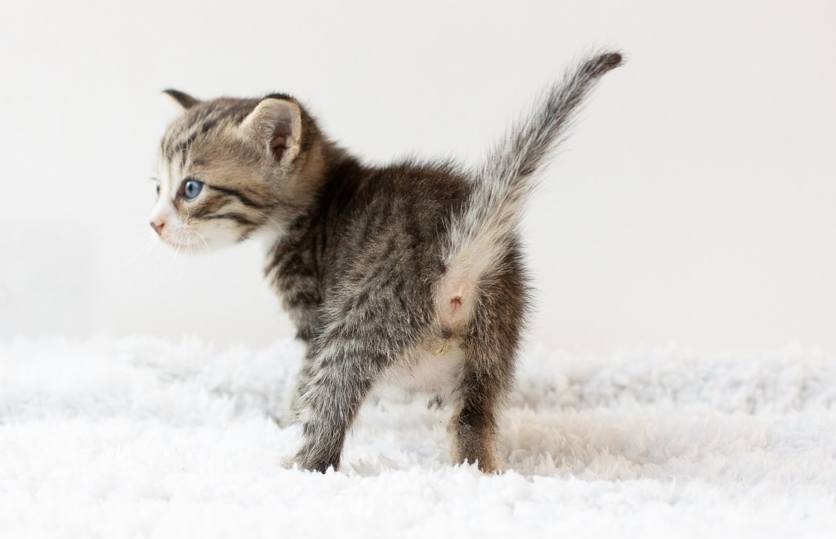 Bei Katzen das Geschlecht bestimmen Kitten