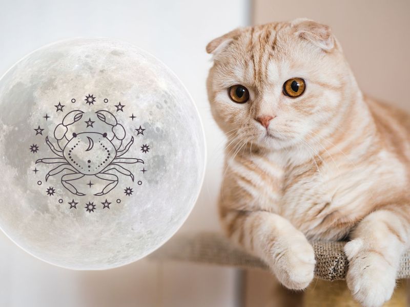 Welche Katze passt zum Krebs Scottish Fold auf Kratzbaum