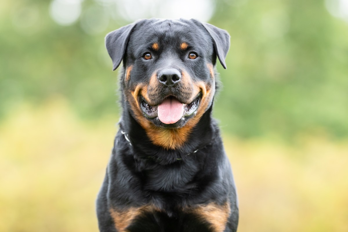 Rottweiler im Portrait