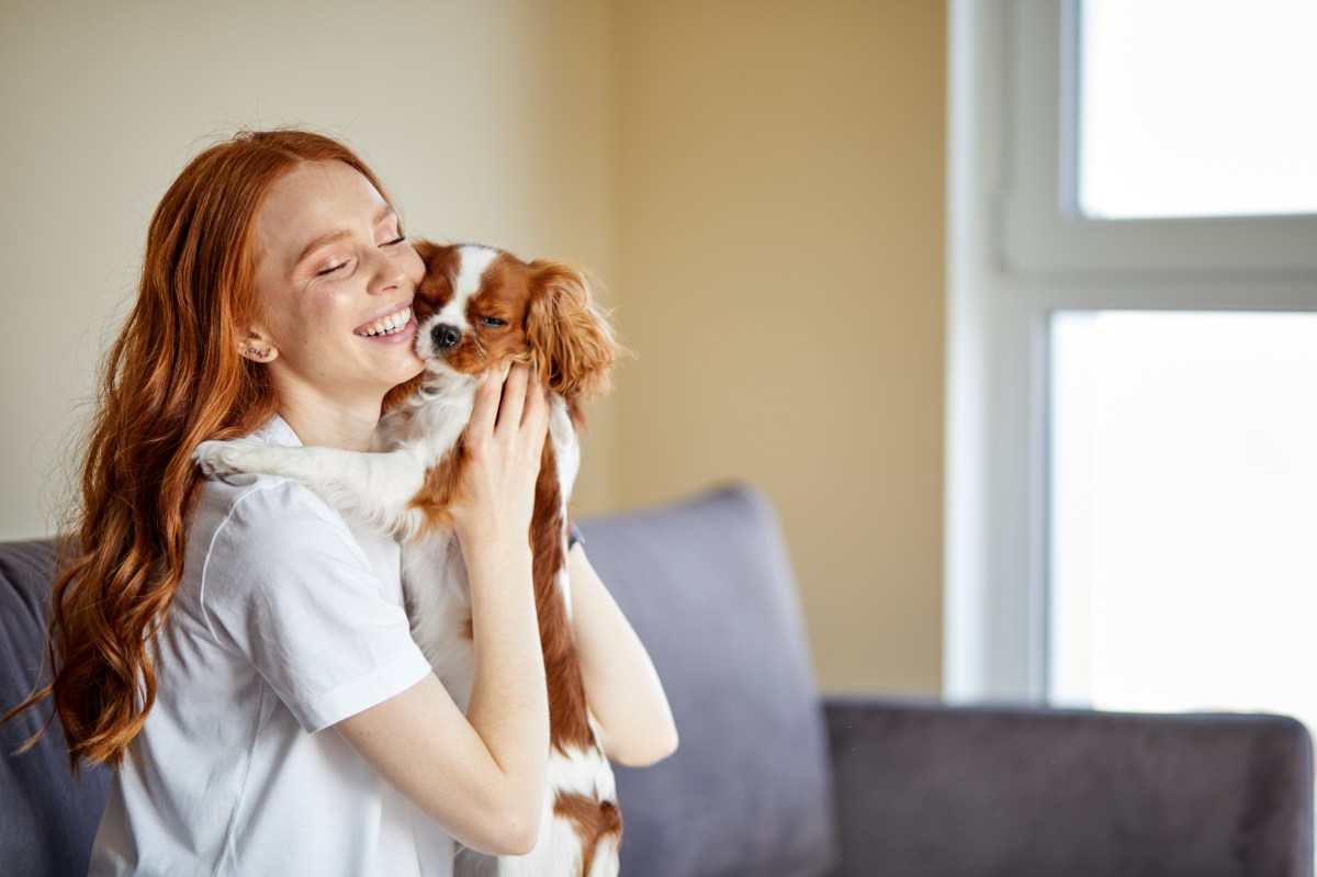 Cavalier King Charles Spaniel