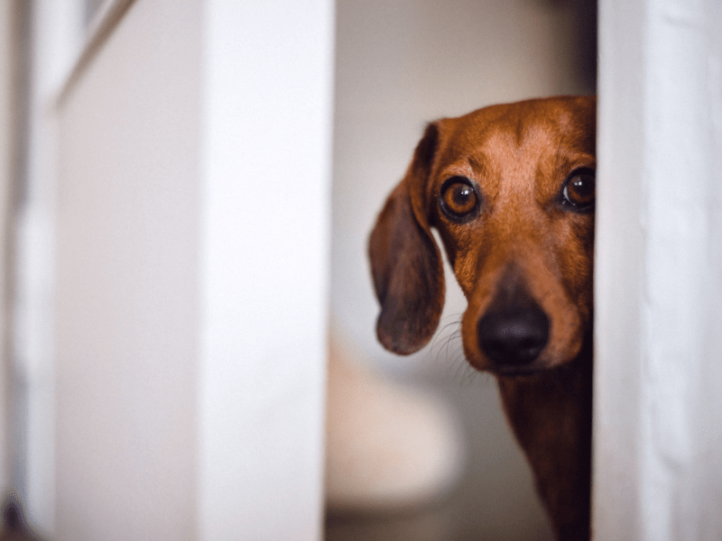 Ex-Einbrecher verrät: Hunde schrecken ab – aber nur unter dieser Bedingung!