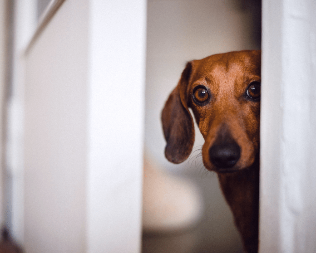 Ex-Einbrecher verrät: Hunde schrecken ab – aber nur unter dieser Bedingung!