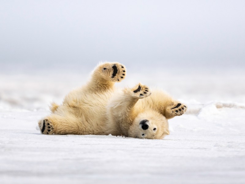 Tiere im Winter vor Kälte schützen Eisbär liegt im Schnee