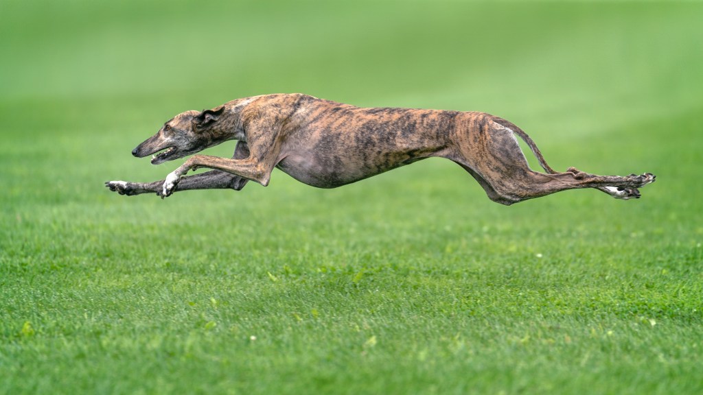 Windhund rennt über die Wiese