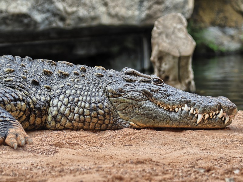 Persönlichkeitstest: Was siehst du zuerst? Krokodil oder Berg?