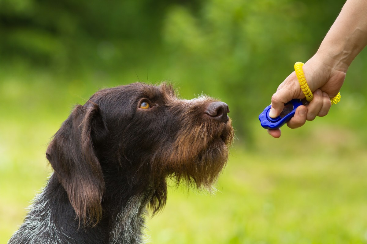 Clickertraining für Hunde