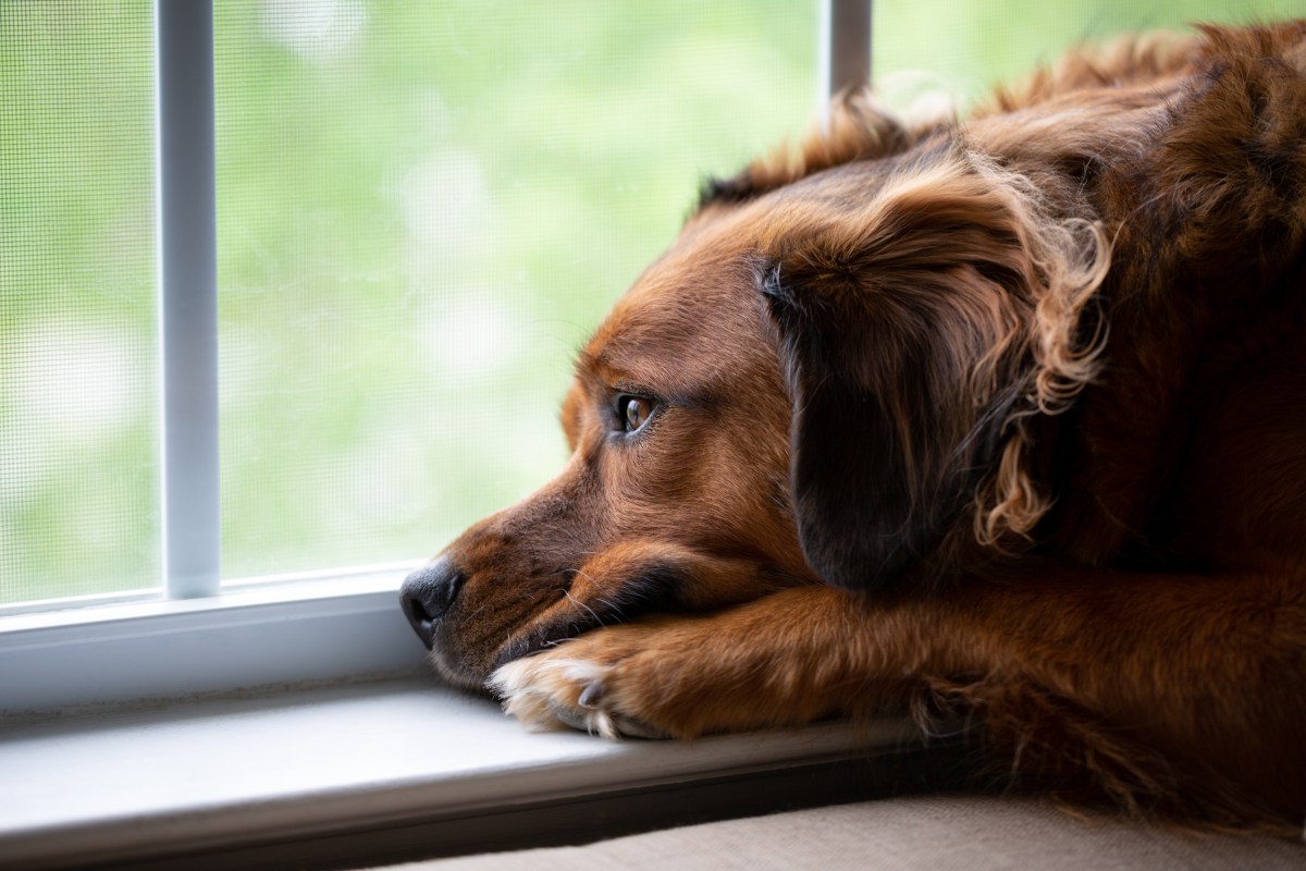 Hund schaut aus dem Fenster