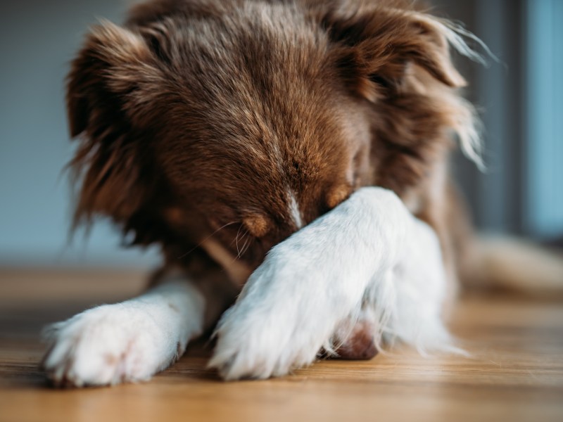 Hund schämt sich