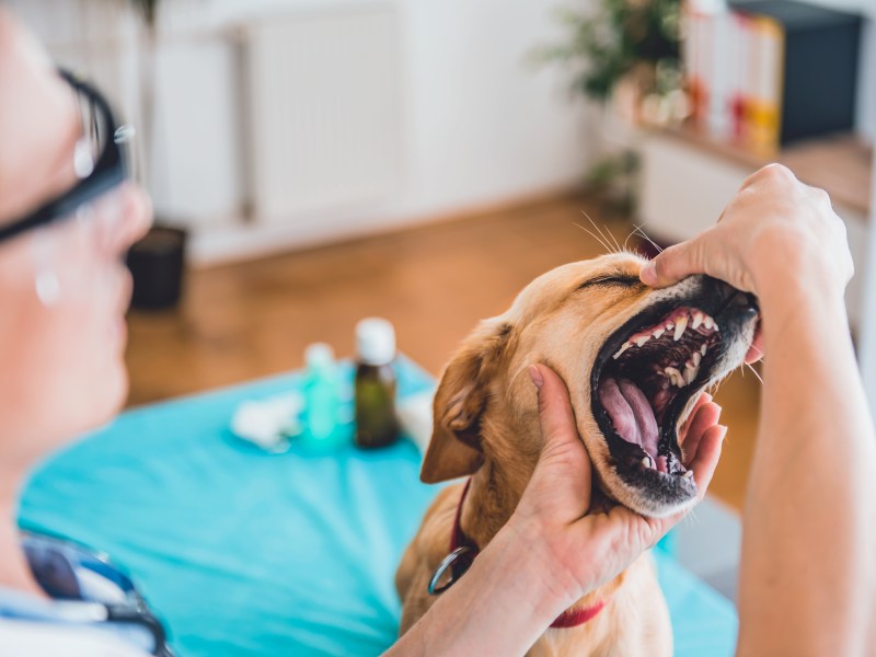 Hund hat Zahnschmerzen