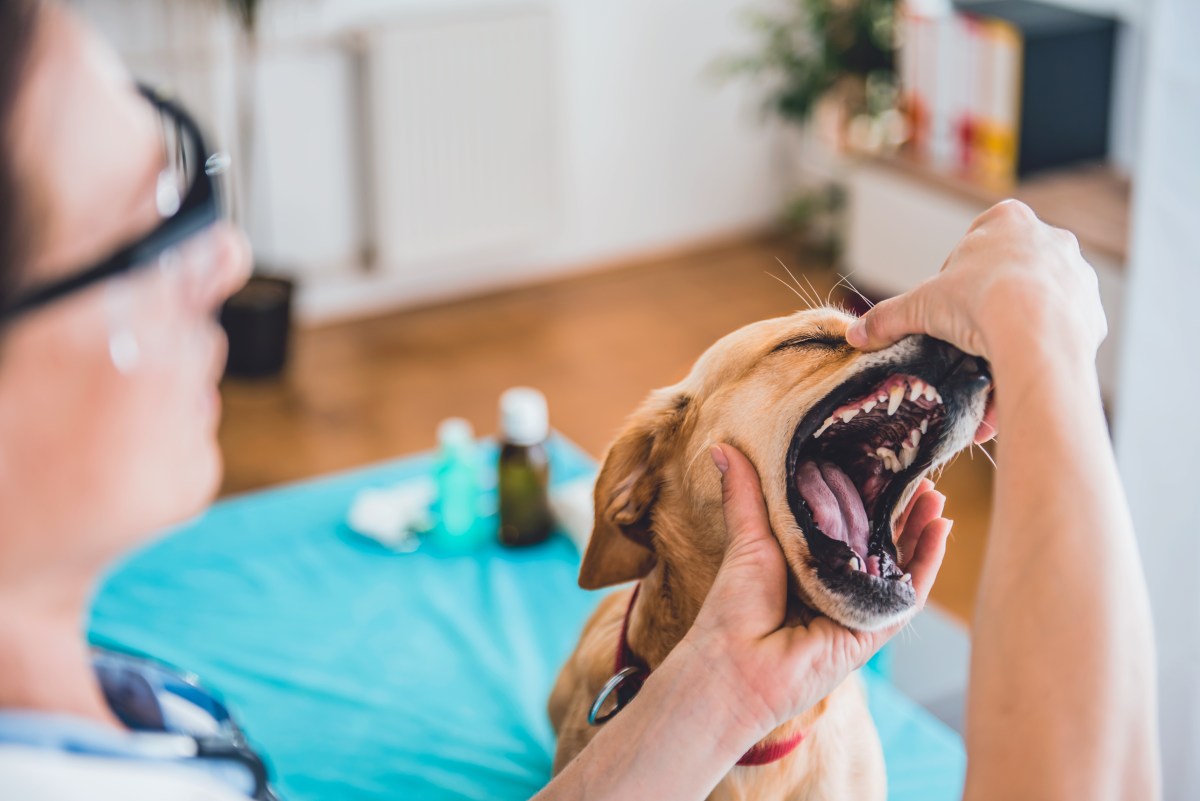 Hund hat Zahnschmerzen