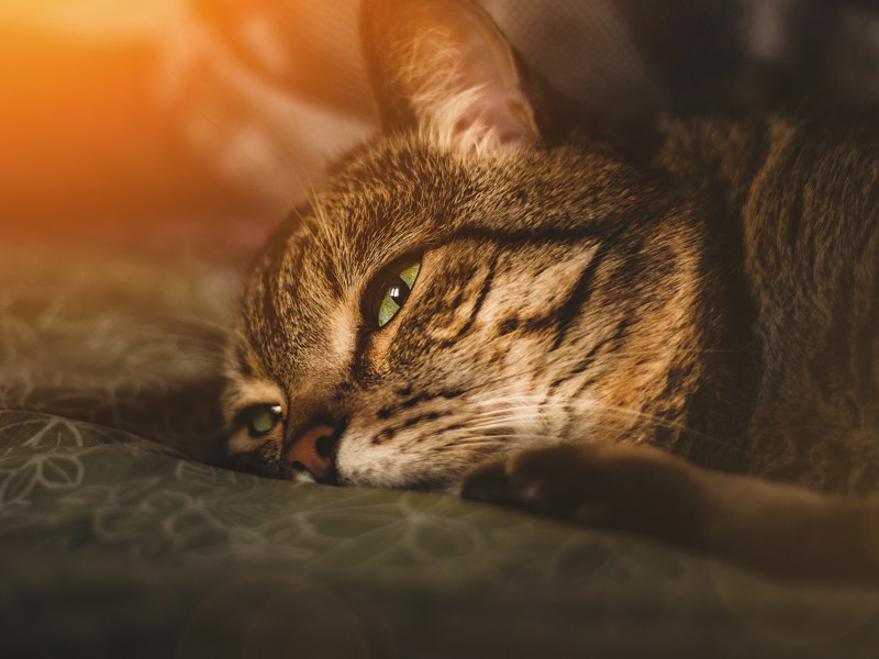 Katze einäschern mit traurigem Blick