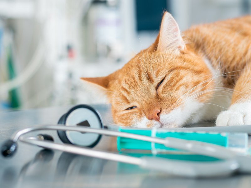 Katze einschläfern OP Tisch verabschieden