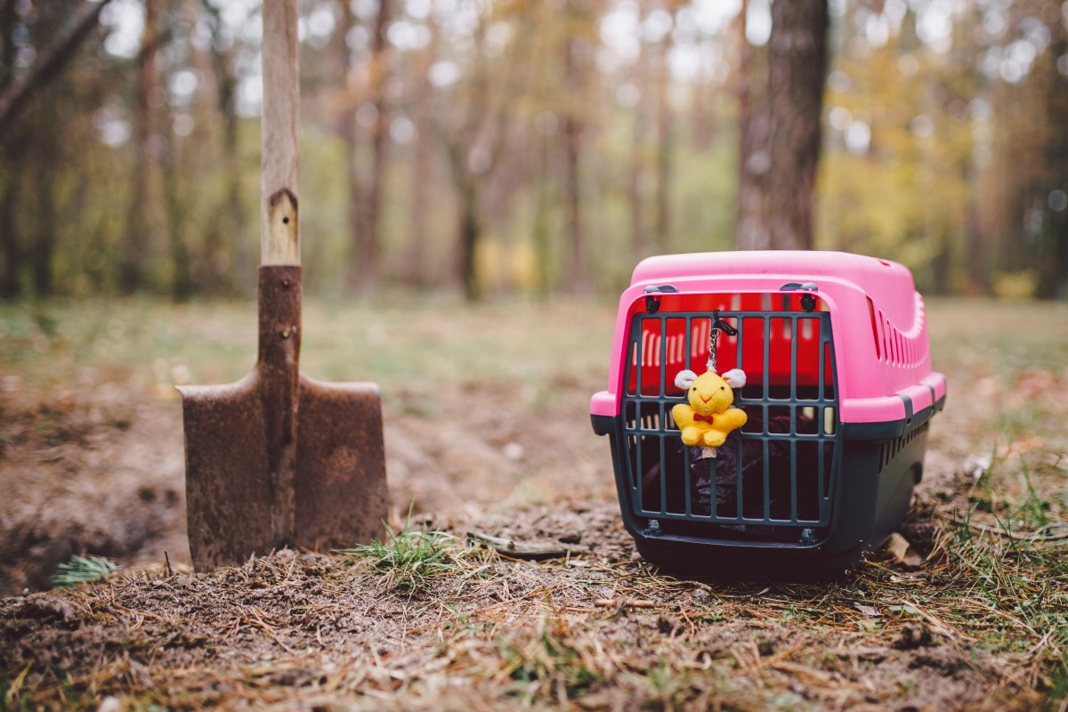 Katze im Garten begraben mit Schaufel und Transportbox