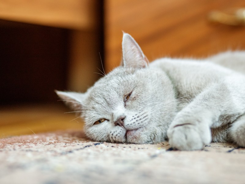 Katze liegt im Sterben auf dem Boden was tun