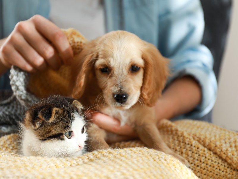 Tiere im Nachlass Hund und Katze in einer Decke