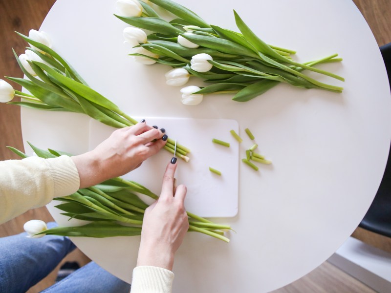 Tulpen anschneiden