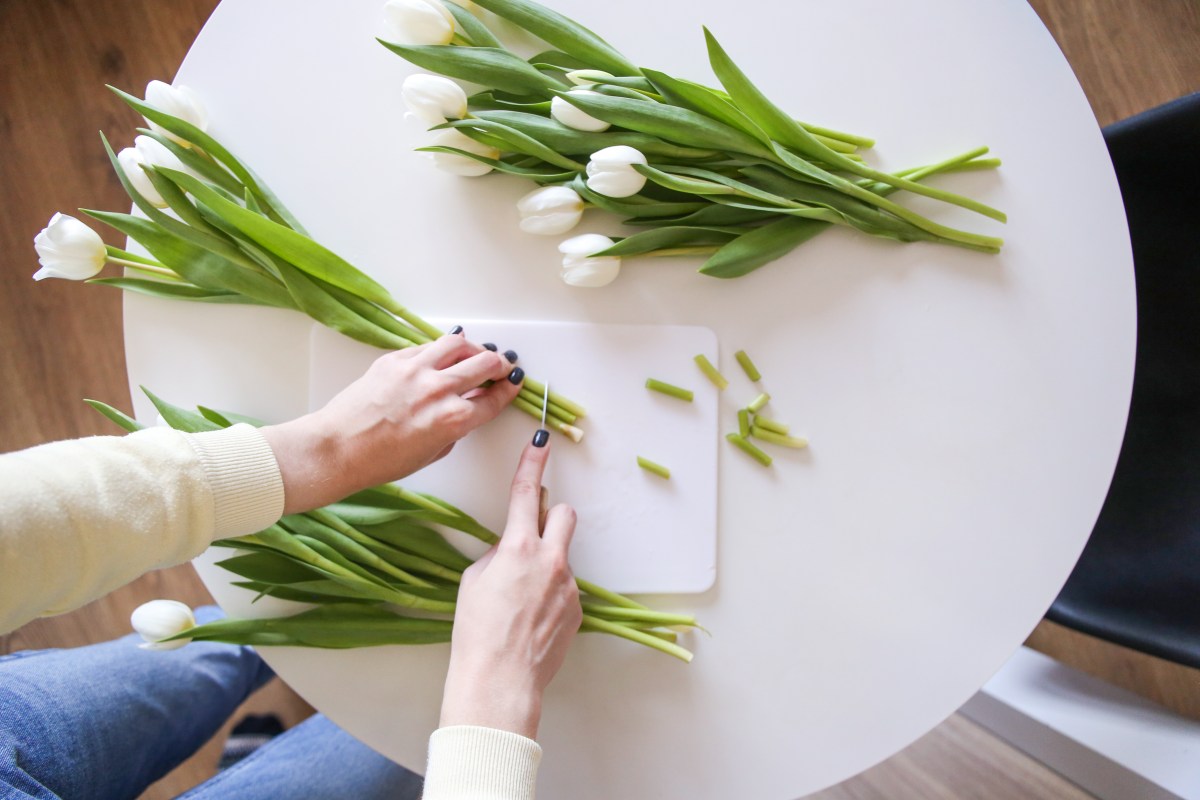 Tulpen anschneiden