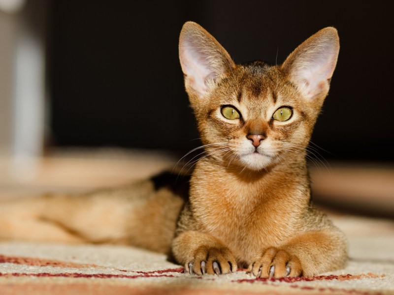 Abessinier Katze liegt in der Sonne