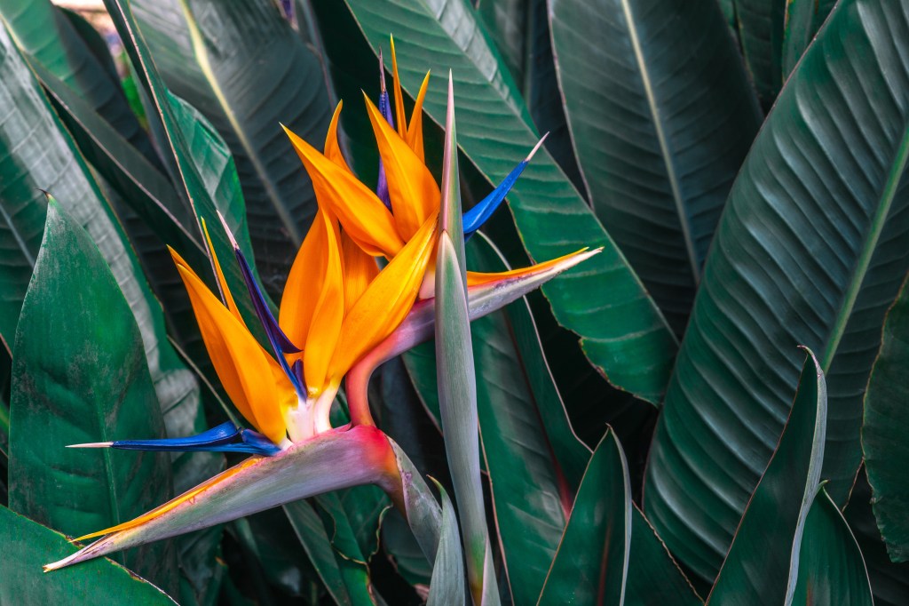 Paradiesvogelblume: Sternzeichen Wassermann und seine Blume