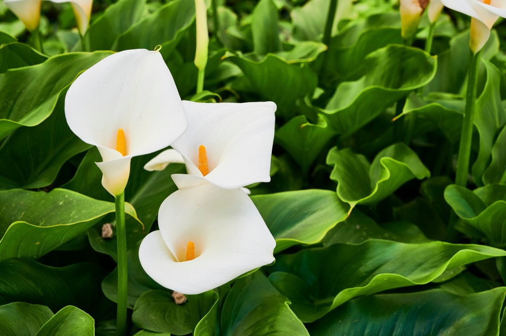 Zantedeschien, Blumen für das Sternzeichen Krebs