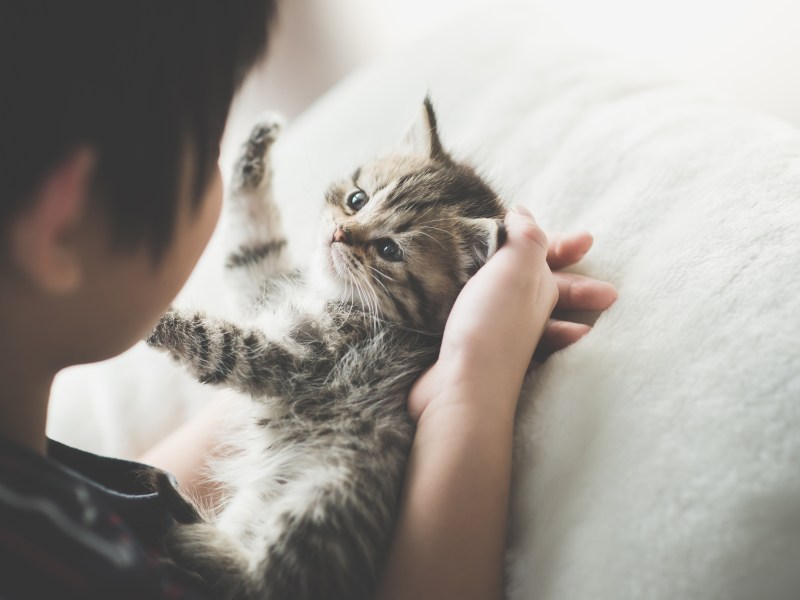 Amerikanisch Kurzhaar Katze mit einem kleinen Jungen