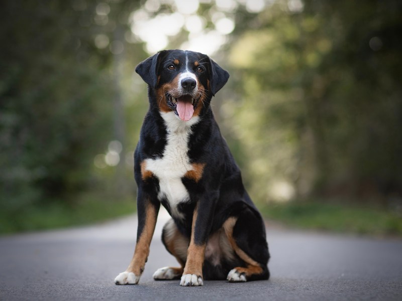 Appenzeller Sennenhund