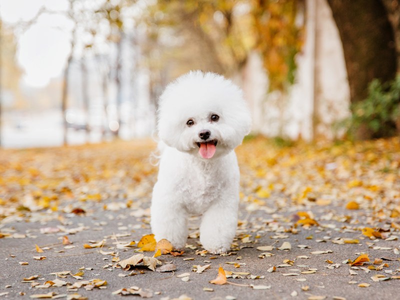 Bichon Frisé