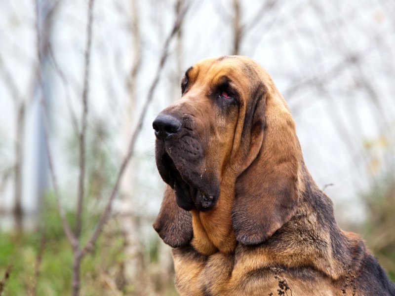 Bloodhound