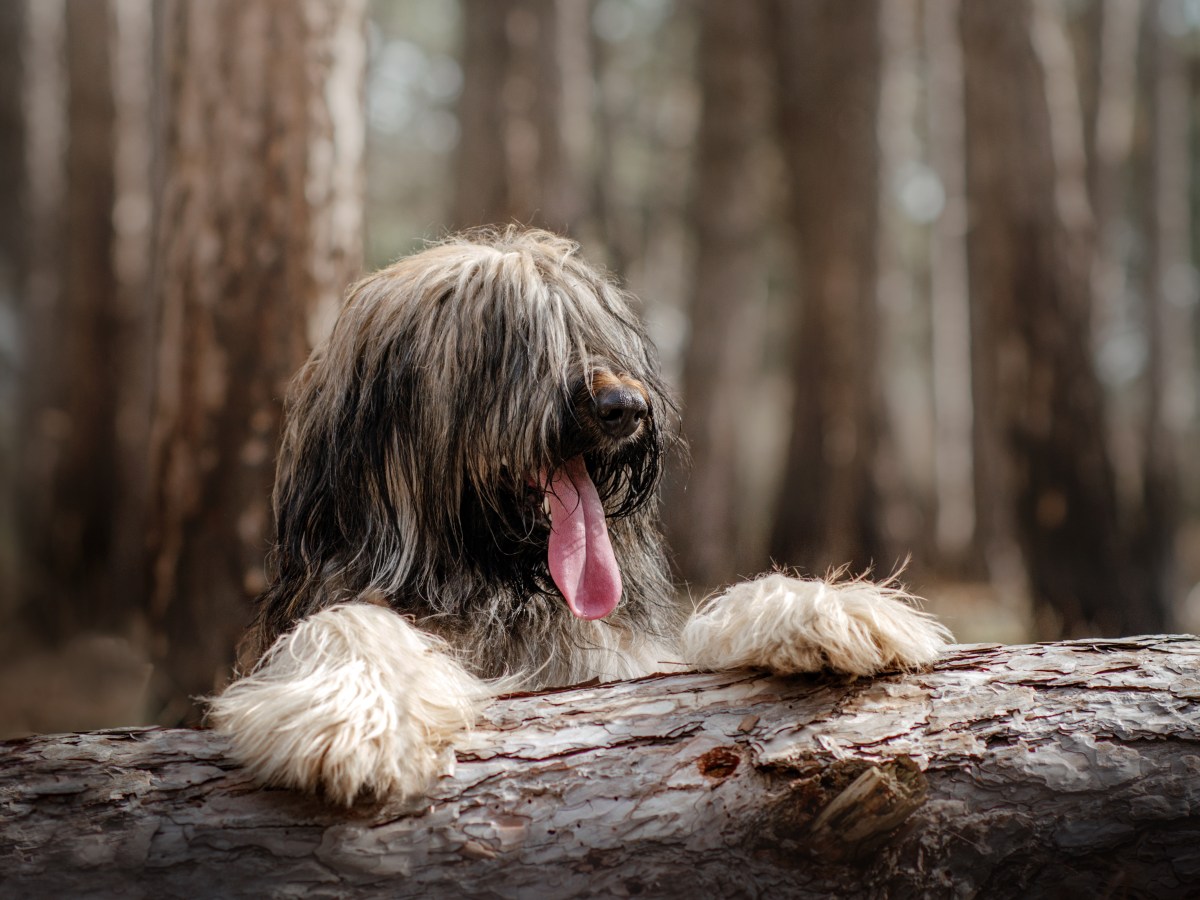 Briard