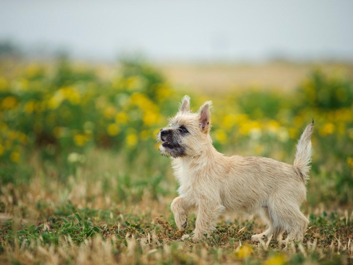 Cairn Terrier: Alles, was du über die Rasse wissen musst