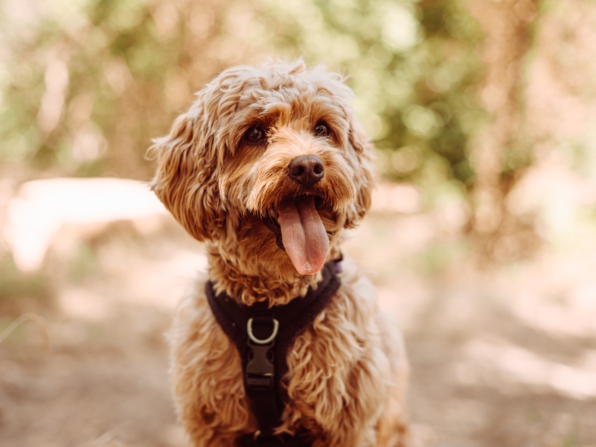 Cavapoo