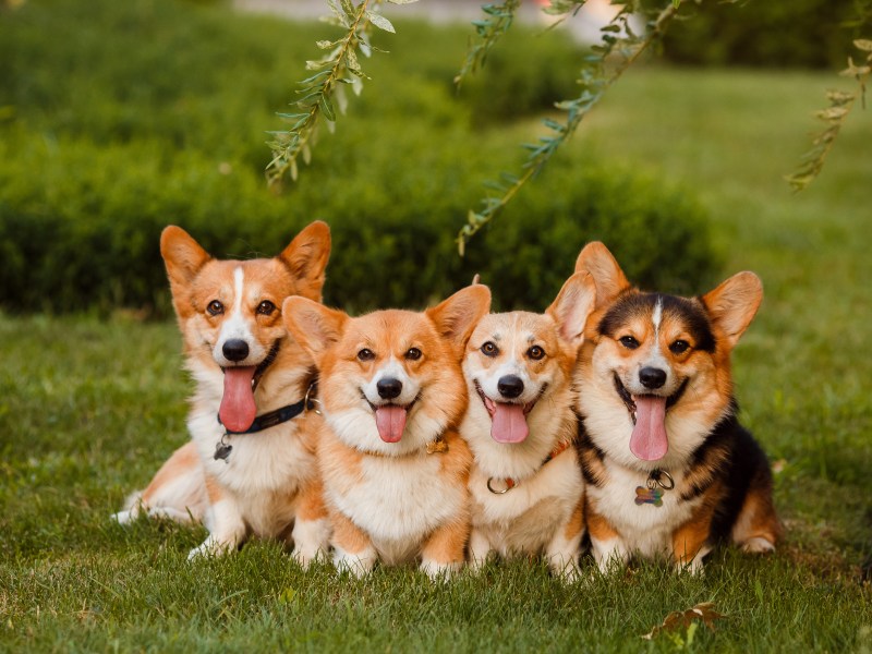 Corgis