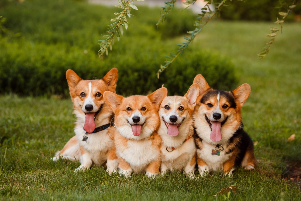 Corgis