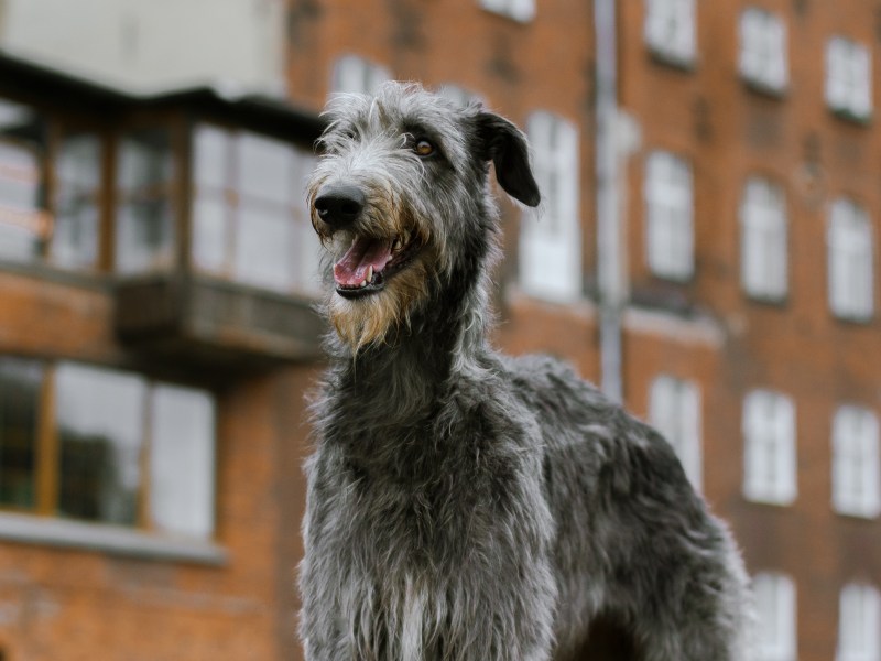 Deerhound