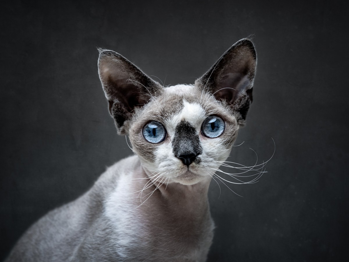 Devon Rex im Portrait