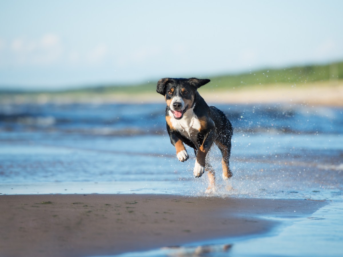 Entlebucher Sennenhund