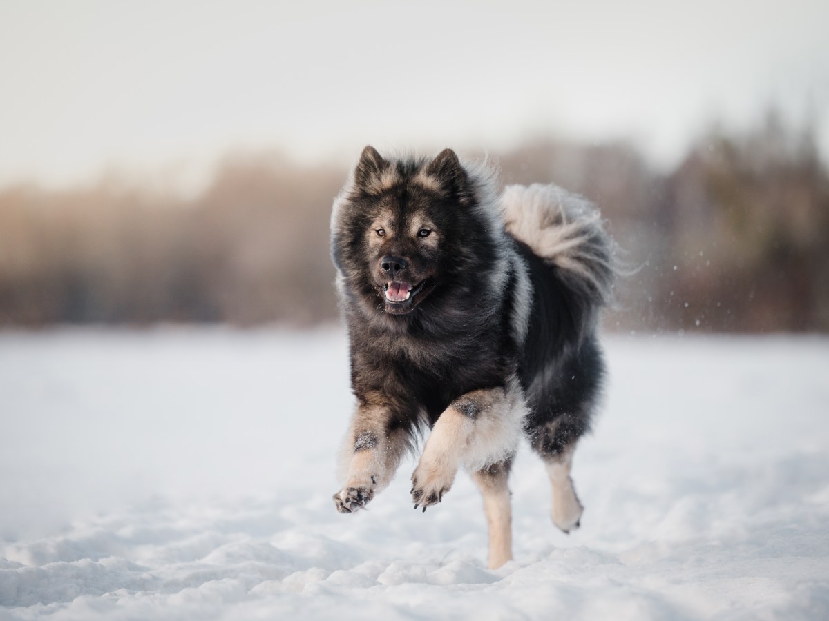 Eurasier