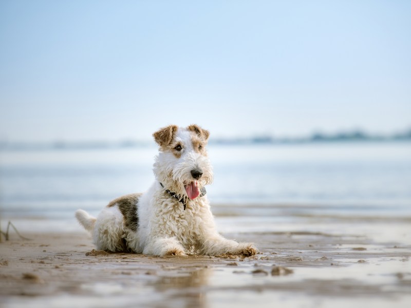 Foxterrier