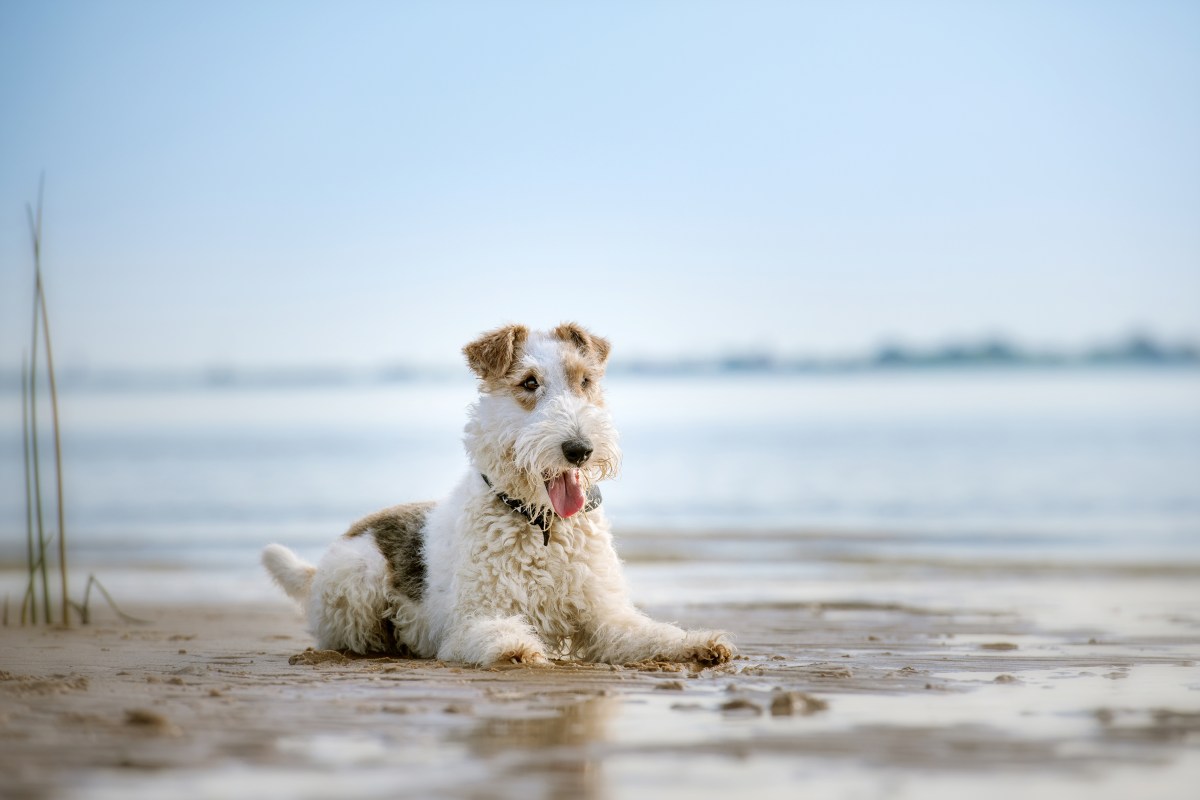 Foxterrier