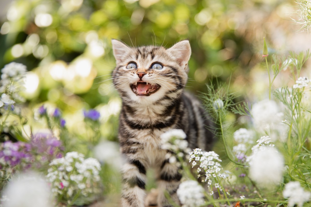 Giftige Gartenpflanzen Katze sitzt im Blumenbeet