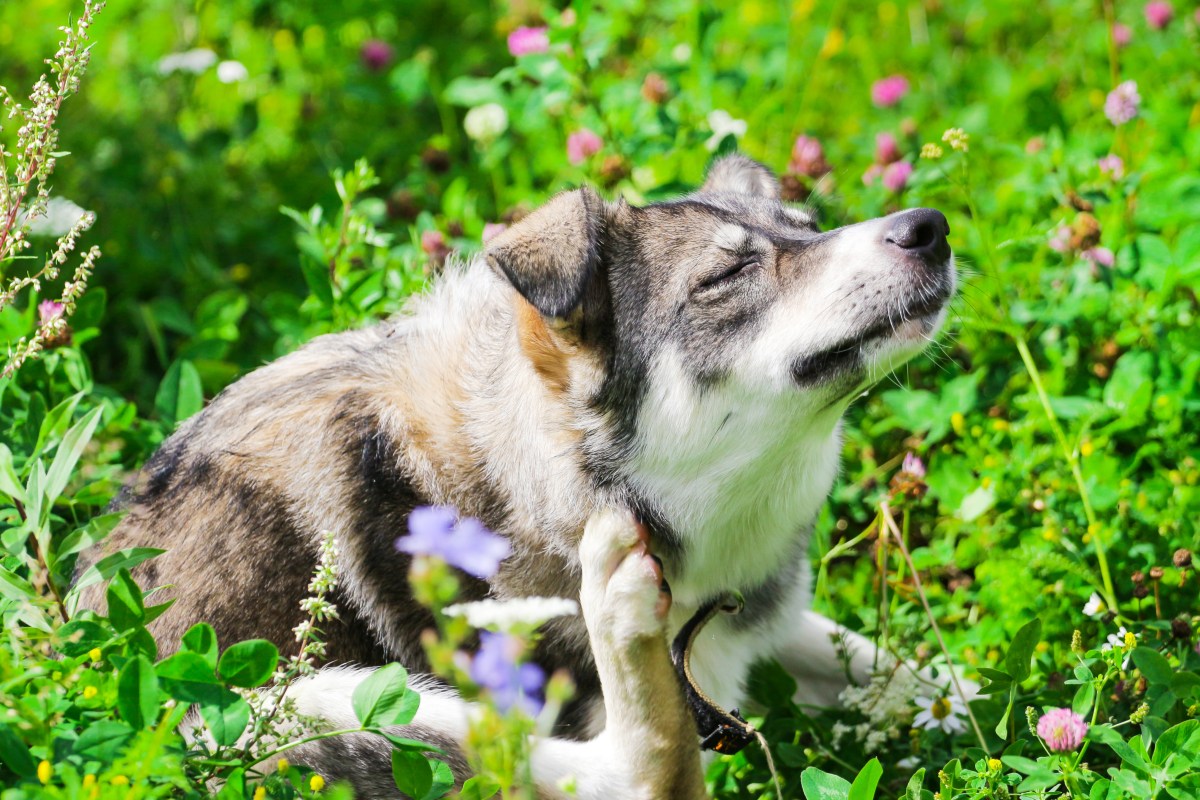 Hund kratzt sich