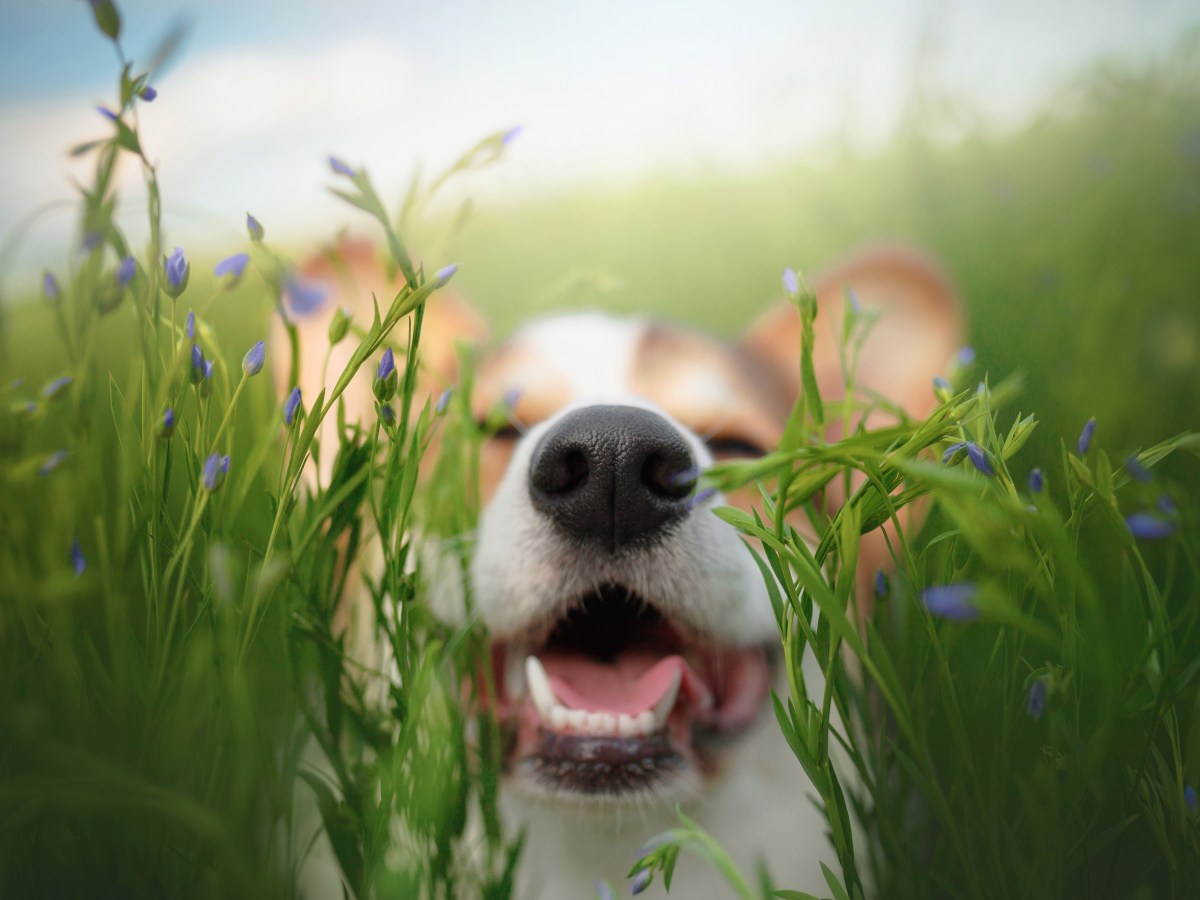 Hund im FrÃ¼hling