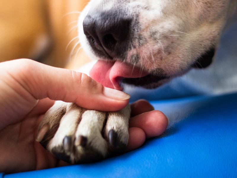 Hund leckt Pfoten