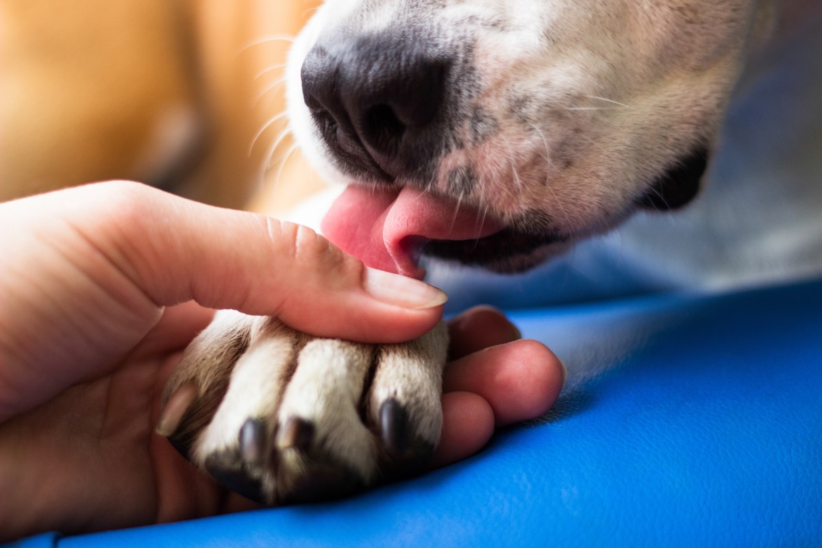 Hund leckt Pfoten