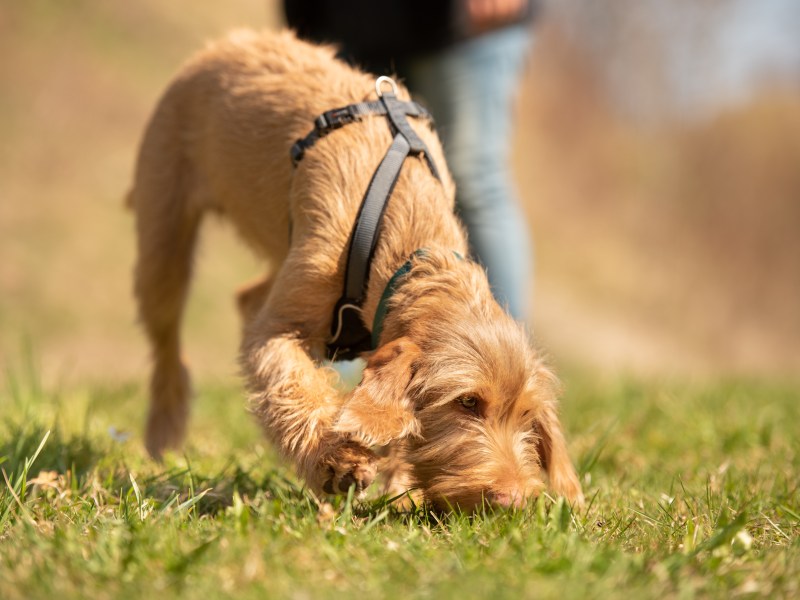 Hund schnüffelt