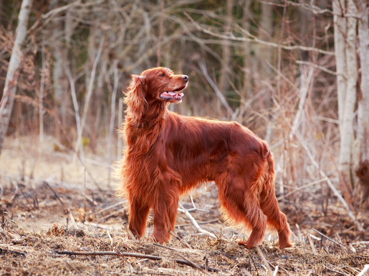 Irish Red Setter: Charakter, Pflege und Eignung als Familienhund