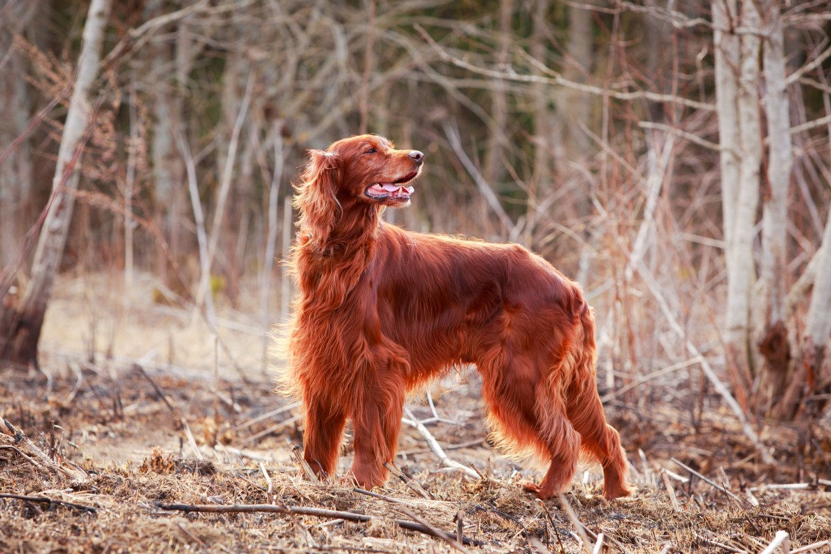 Irish Red Setters