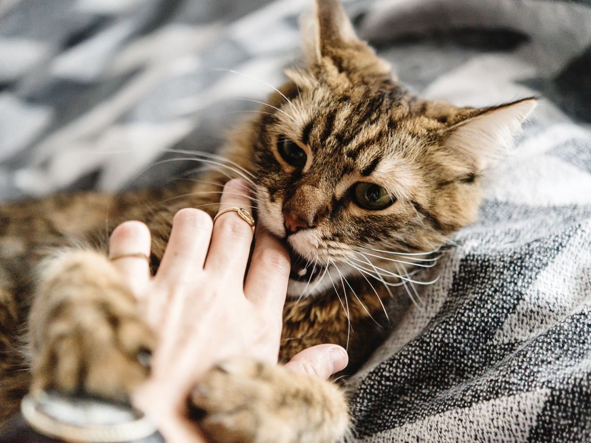 Katzenbiss Katze beiÃŸt in Hand