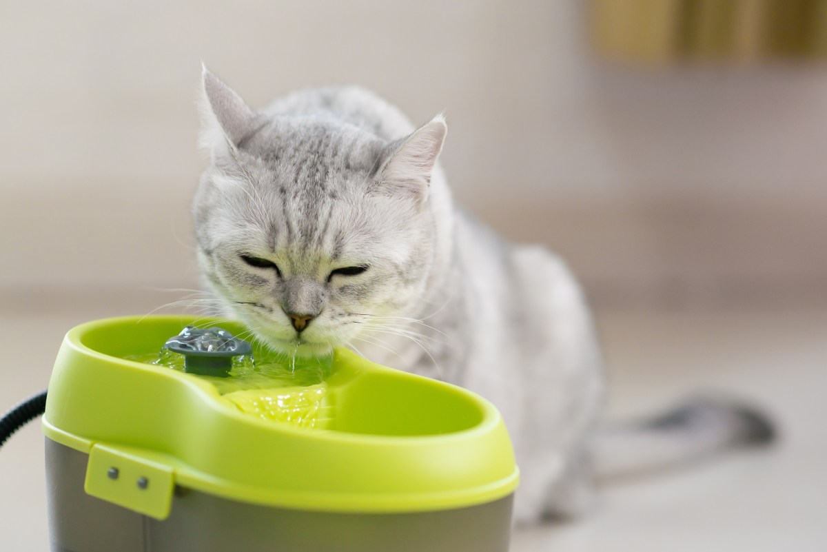 Katzenbrunnen reinigen Katze trinkt